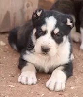 Kaishe, a female Central Asian Shepherd for sale in Ash Fork, AZ – Photo 1 of 5