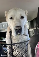 Kaishe, a female Central Asian Shepherd for sale in Ash Fork, AZ – Photo 5 of 5