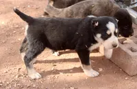 Kaishe, a female Central Asian Shepherd for sale in Ash Fork, AZ – Photo 2 of 5