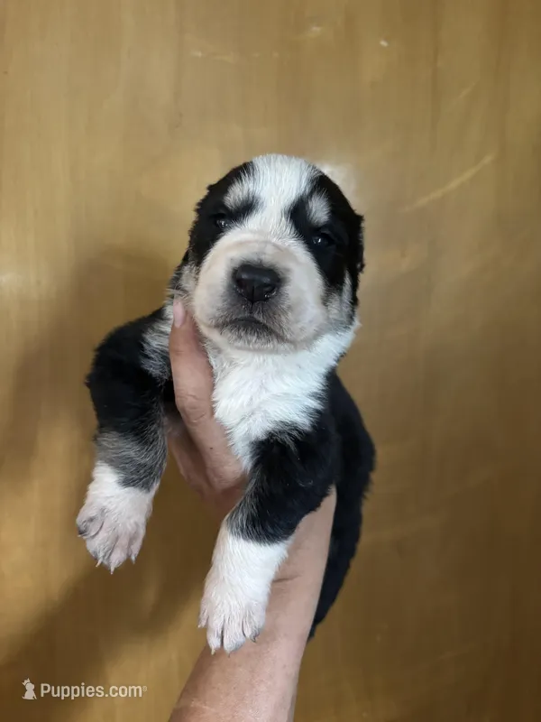 Kira – Central Asian Shepherd puppy for sale in Ash Fork, AZ