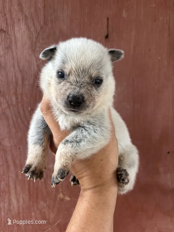 Nancy AKC Blue Female – Australian Cattle Dog puppy for sale in Ash Fork, AZ