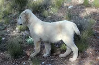 Barsa, a female Central Asian Shepherd for sale in Ash Fork, AZ – 4 of 9