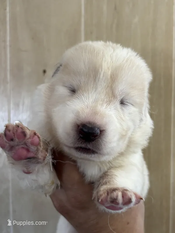 Naira – Central Asian Shepherd puppy for sale in Ash Fork, AZ