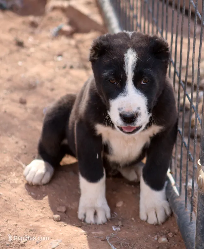 Leyla – Central Asian Shepherd puppy for sale in Ash Fork, AZ