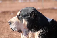 Prada, a female Central Asian Shepherd for sale in Ash Fork, AZ – 7 of 8
