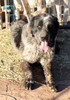 Kabir, a male Central Asian Shepherd for sale in Ash Fork, AZ – Photo 2 of 3
