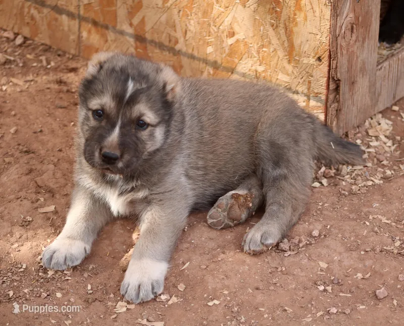 Kabir – Central Asian Shepherd puppy for sale in Ash Fork, AZ