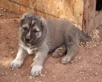 Kabir, a male Central Asian Shepherd for sale in Ash Fork, AZ – 1 of 5