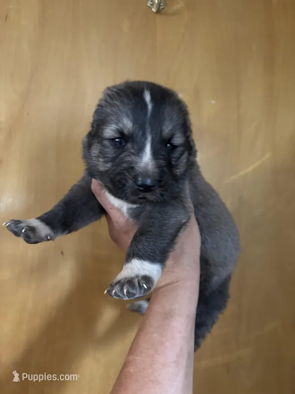 Kabir – Central Asian Shepherd puppy for sale in Ash Fork, AZ