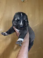 Kabir, a male Central Asian Shepherd for sale in Ash Fork, AZ – Photo 1 of 3