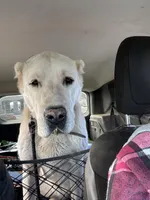 Kabir, a male Central Asian Shepherd for sale in Ash Fork, AZ – Photo 3 of 3