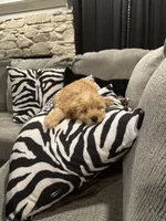 Bear/Honey, a female Cockapoo for sale in Oklahoma City, OK – 2 of 5