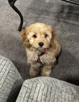 Bear/Honey, a female Cockapoo for sale in Oklahoma City, OK – 4 of 5