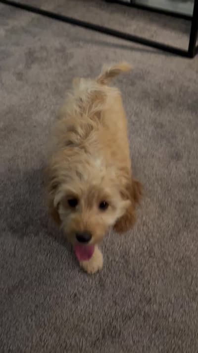 Bear/Honey, a female Cockapoo for sale in Oklahoma City, OK – 5 of 5