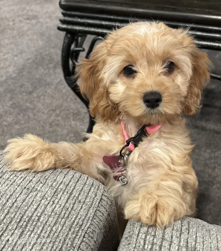 Bear/Honey – Cockapoo puppy for sale in Oklahoma City, OK