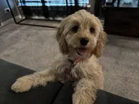 Bear/Honey, a female Cockapoo for sale in Oklahoma City, OK – 3 of 5