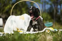 Pink Collar, a female Boxer for sale in Palm Bay, FL – Photo 2 of 4