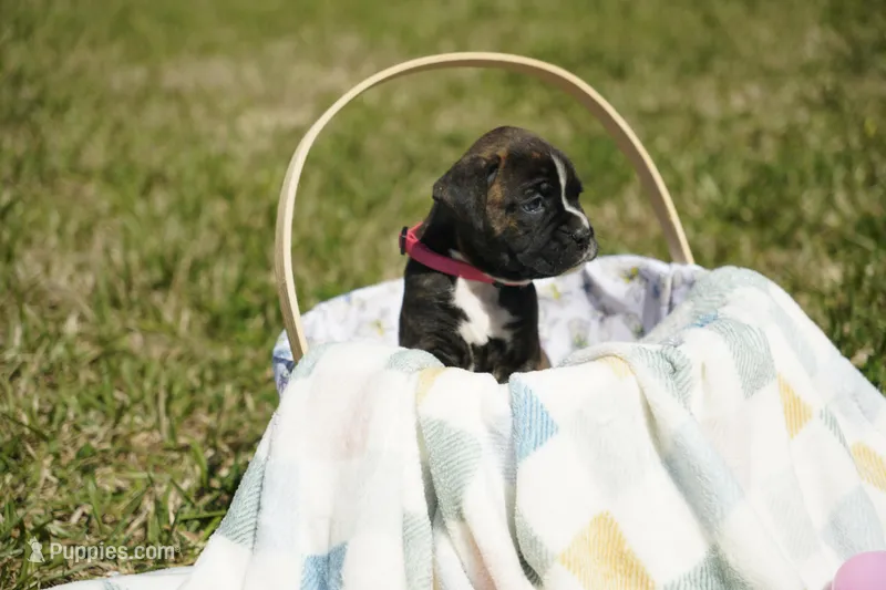 Pink Collar – Boxer puppy for sale in Palm Bay, FL