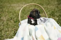 Pink Collar, a female Boxer for sale in Palm Bay, FL – Photo 1 of 4