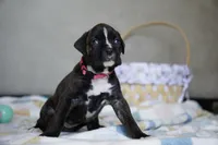 Pink Collar, a female Boxer for sale in Palm Bay, FL – Photo 4 of 4