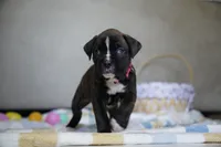 Pink Collar, a female Boxer for sale in Palm Bay, FL – Photo 3 of 4