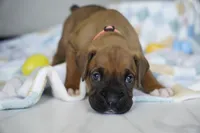 Orange Collar, a male Boxer for sale in Palm Bay, FL – Photo 2 of 3