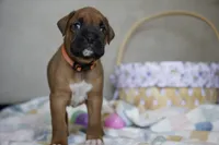 Orange Collar, a male Boxer for sale in Palm Bay, FL – Photo 3 of 3
