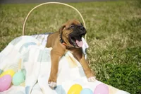 Orange Collar, a male Boxer for sale in Palm Bay, FL – Photo 1 of 3