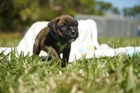 Blue Collar, a male Boxer for sale in Palm Bay, FL – Photo 2 of 3