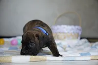 Blue Collar, a male Boxer for sale in Palm Bay, FL – Photo 3 of 3