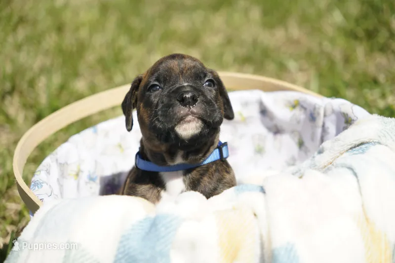 Blue Collar – Boxer puppy for sale in Palm Bay, FL