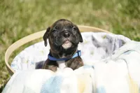 Blue Collar, a male Boxer for sale in Palm Bay, FL – Photo 1 of 3