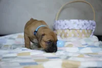 Cyan Collar, a female Boxer for sale in Palm Bay, FL – Photo 2 of 3