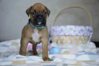 Cyan Collar, a female Boxer for sale in Palm Bay, FL – Photo 3 of 3