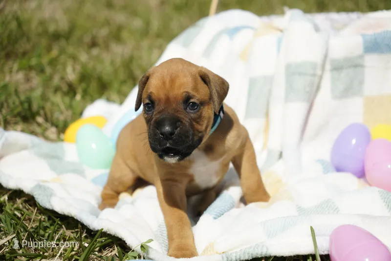 Cyan Collar – Boxer puppy for sale in Palm Bay, FL