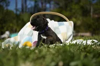 Purple Collar, a female Boxer for sale in Palm Bay, FL – Photo 1 of 2