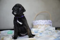 Purple Collar, a female Boxer for sale in Palm Bay, FL – Photo 2 of 2