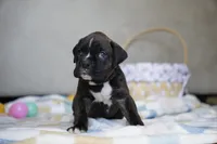 White Collar, a female Boxer for sale in Palm Bay, FL – Photo 2 of 2