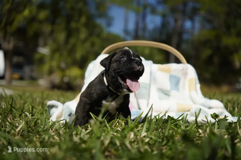 White Collar – Boxer puppy for sale in Palm Bay, FL