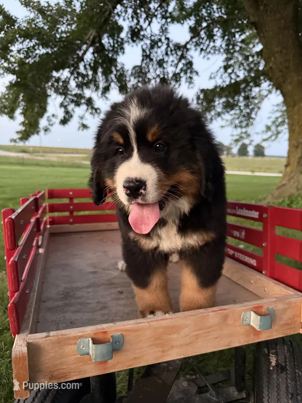 Finley – Bernese Mountain Dog puppy for sale in Brashear, MO