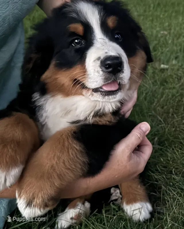 Flori – Bernese Mountain Dog puppy for sale in Brashear, MO