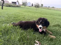 Fiona, a female Bernese Mountain Dog for sale in Brashear, MO – 3 of 7