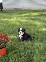 Flori, a female Bernese Mountain Dog for sale in Brashear, MO – 2 of 4