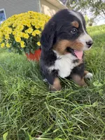 Fiona, a female Bernese Mountain Dog for sale in Brashear, MO – 4 of 6
