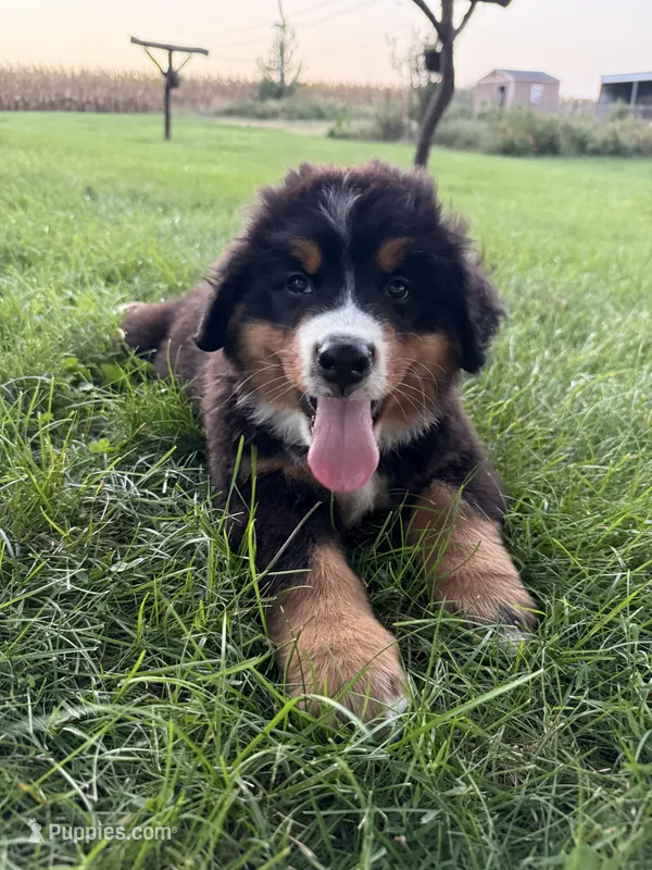 Fiona – Bernese Mountain Dog puppy for sale in Brashear, MO