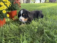 Finley, a male Bernese Mountain Dog for sale in Brashear, MO – 6 of 8