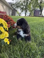 Finley, a male Bernese Mountain Dog for sale in Brashear, MO – 4 of 8