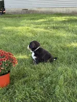 Flori, a female Bernese Mountain Dog for sale in Brashear, MO – 4 of 4