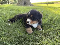Fiona, a female Bernese Mountain Dog for sale in Brashear, MO – 3 of 6