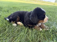 Finley, a male Bernese Mountain Dog for sale in Brashear, MO – 3 of 8